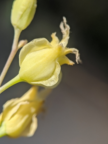Image of Streptanthus bernardinus by no rights reserved