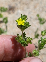 Potentilla biennis