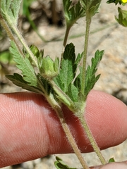 Potentilla biennis