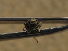Spectralia gracilipes