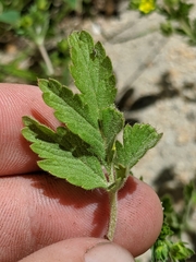 Potentilla biennis