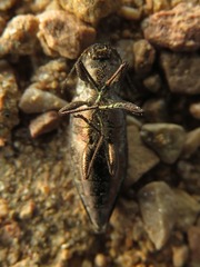 Spectralia gracilipes