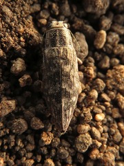 Spectralia gracilipes