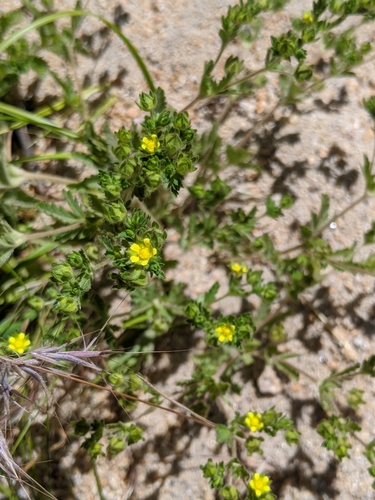 Image of Biennial Cinquefoil (Potentilla biennis) by no rights reserved