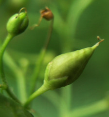Scrophularia parviflora