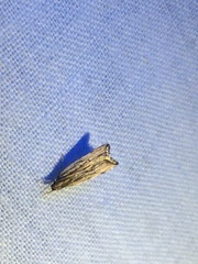 Helcystogramma hystricella