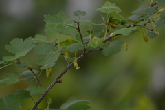 Ribes hirtellum