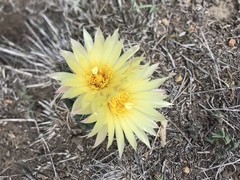 Coryphantha pycnacantha