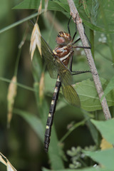 Macromia