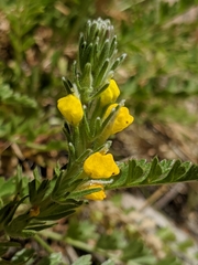 Castilleja lasiorhyncha