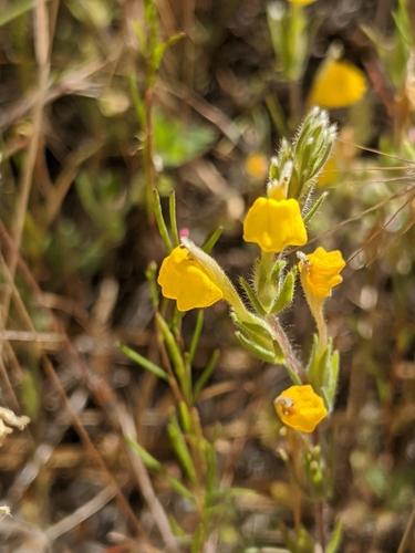 Image of Castilleja lasiorhyncha by no rights reserved