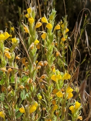 Castilleja lasiorhyncha