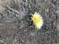Coryphantha pycnacantha