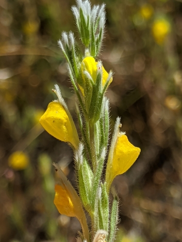 Image of Castilleja lasiorhyncha by no rights reserved