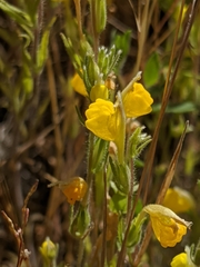 Castilleja lasiorhyncha