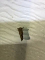 Acrolophus texanella