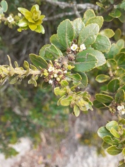 Ilex kunthiana