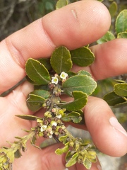 Ilex kunthiana