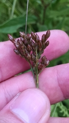 Juncus greenei