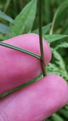 Juncus greenei
