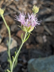 Monardella linoides