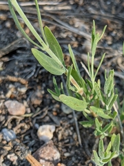 Monardella linoides