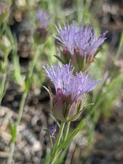 Monardella linoides