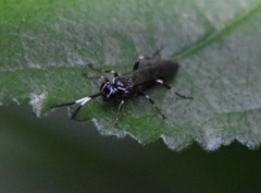 Coelichneumon navus