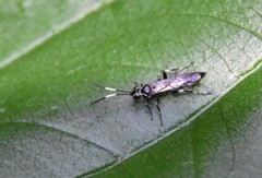 Coelichneumon navus