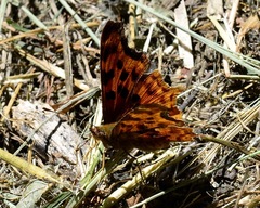 Polygonia satyrus