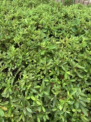 Rhododendron obtusum