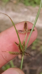 Cyperus bipartitus