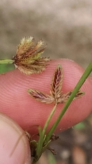 Cyperus bipartitus