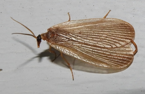 earwig scorpionfly