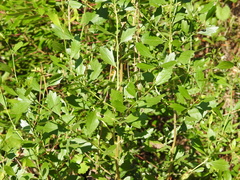 Baccharis halimifolia image
