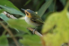 Poecilotriccus plumbeiceps