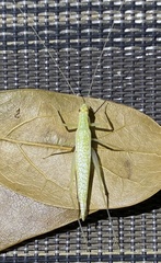 Oecanthus exclamationis