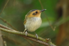 Poecilotriccus plumbeiceps