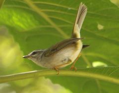 Basileuterus culicivorus