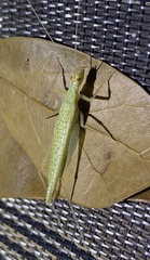Oecanthus exclamationis