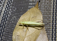 Oecanthus exclamationis