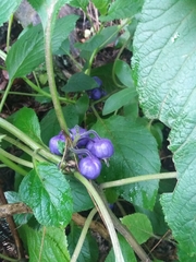 Lobelia physaloides
