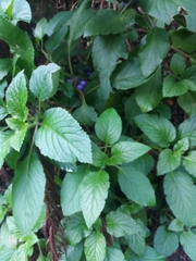 Lobelia physaloides