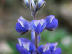 Lupinus argenteus palmeri