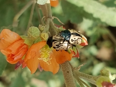Calligrapha dislocata