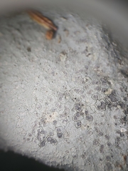 Trapelia placodioides