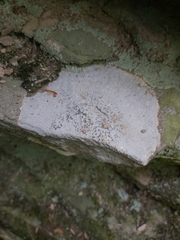 Trapelia placodioides