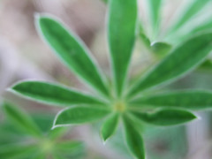 Lupinus argenteus palmeri