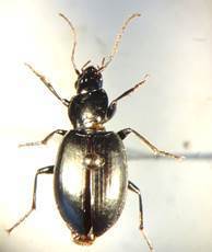 Platynini