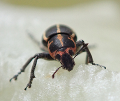 Eudiagogus maryae